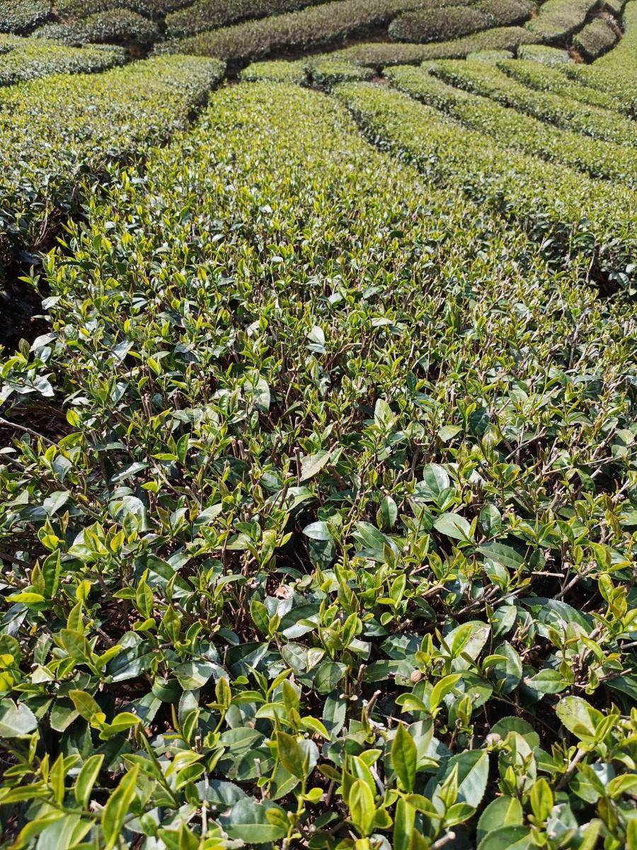 圖一.1乾旱造成茶芽生長參差不齊預估產量下降 嘉義縣瑞峰茶區