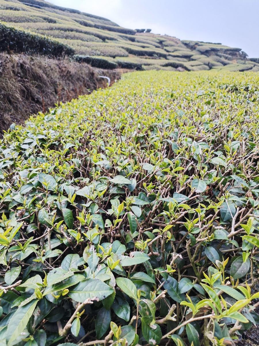 圖一、2 乾旱造成茶芽生長參差不齊，預估產量下降(嘉義縣瑞峰茶區)