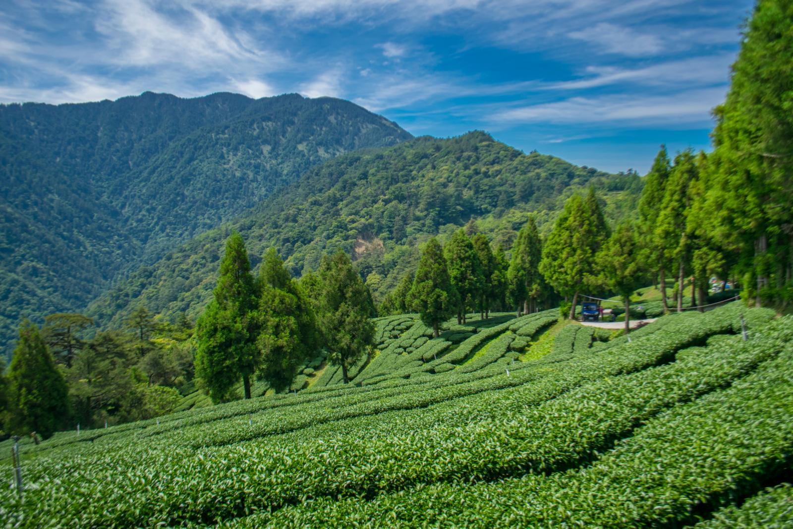 高山上的茶園